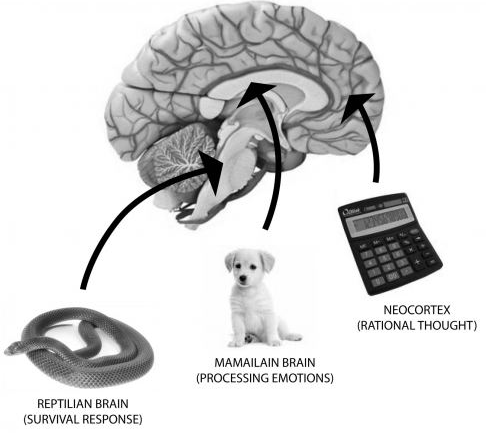 the-three-brains.jpg